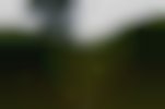 dsc7960